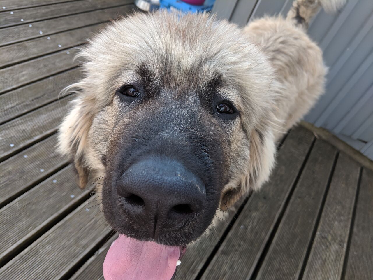 Caucasian Shepherd (Ovcharka) additional photo