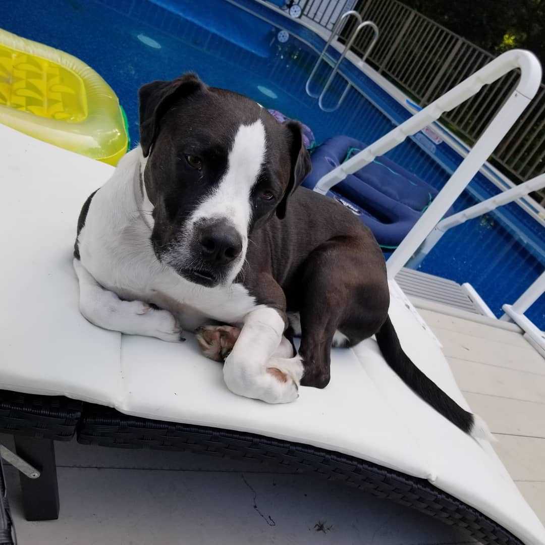 American Bully additional photo