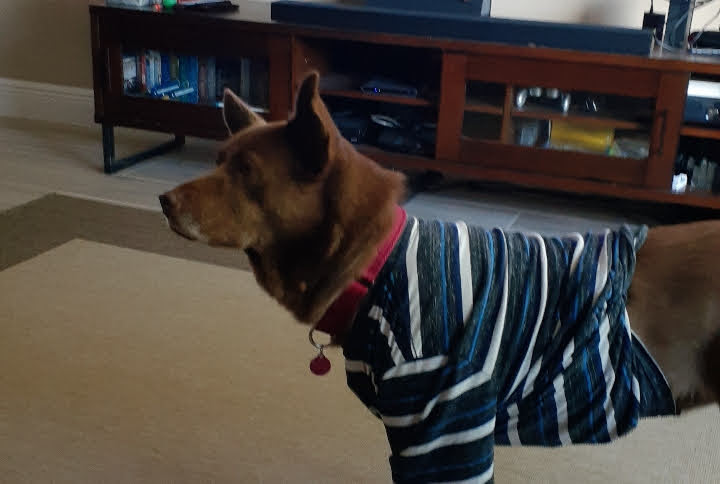 Australian Kelpie additional photo