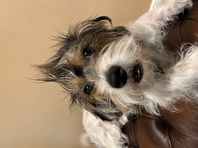 Jack Russell Terrier additional photo