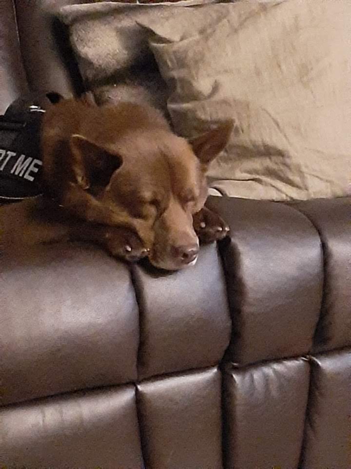 Australian Kelpie additional photo