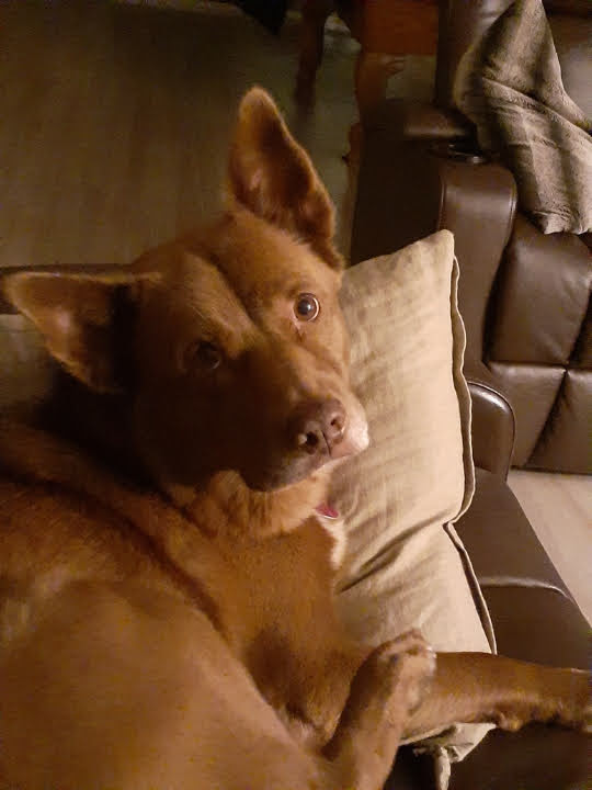 Australian Kelpie additional photo