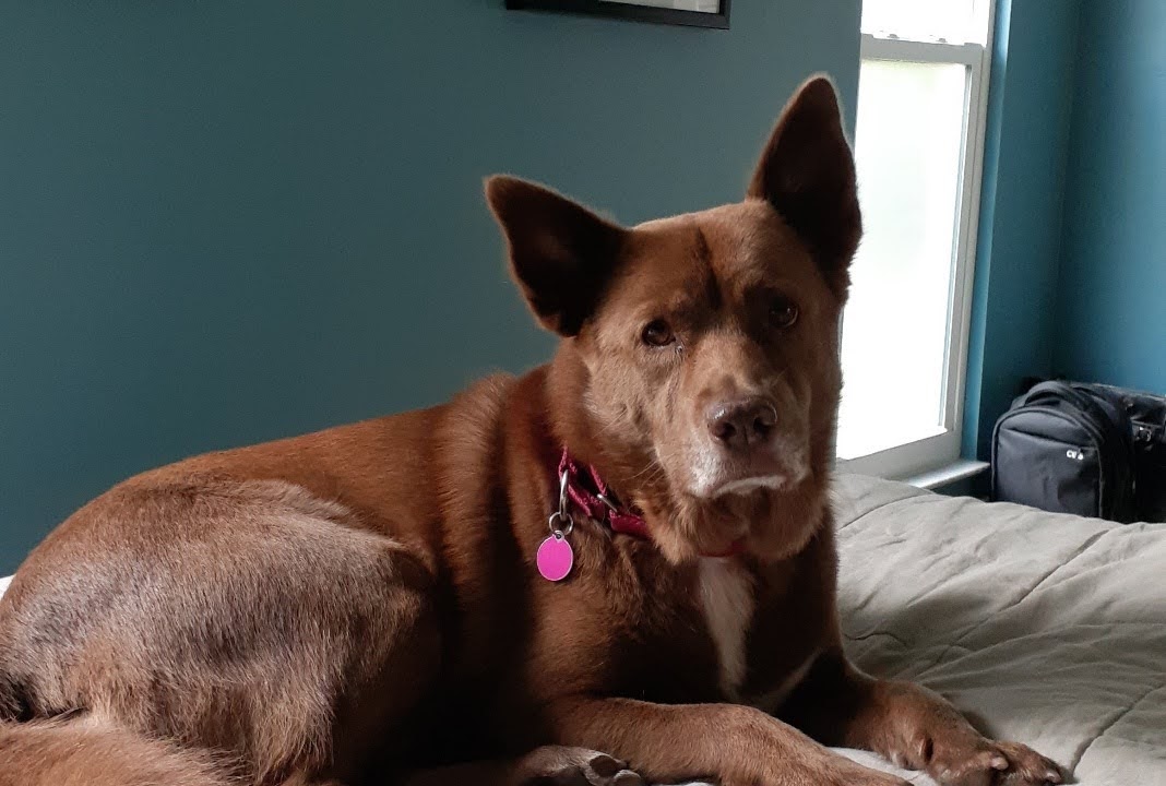 Australian Kelpie additional photo
