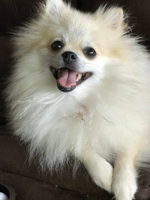 Pomeranian additional photo