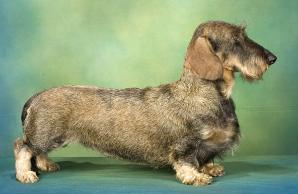 Dachshund additional photo