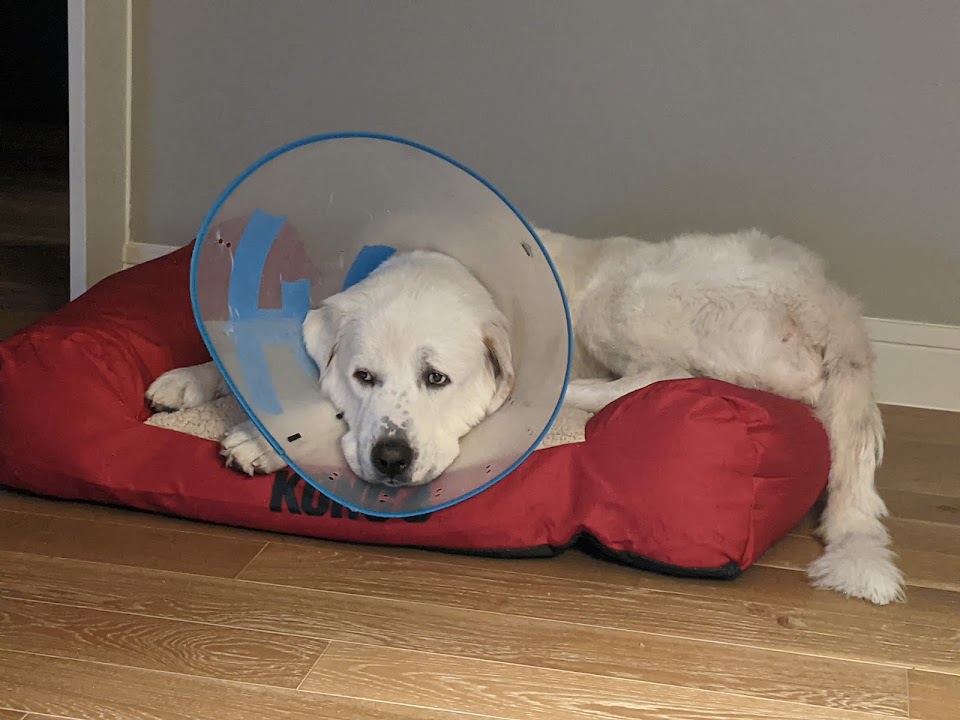 Great Pyrenees additional photo