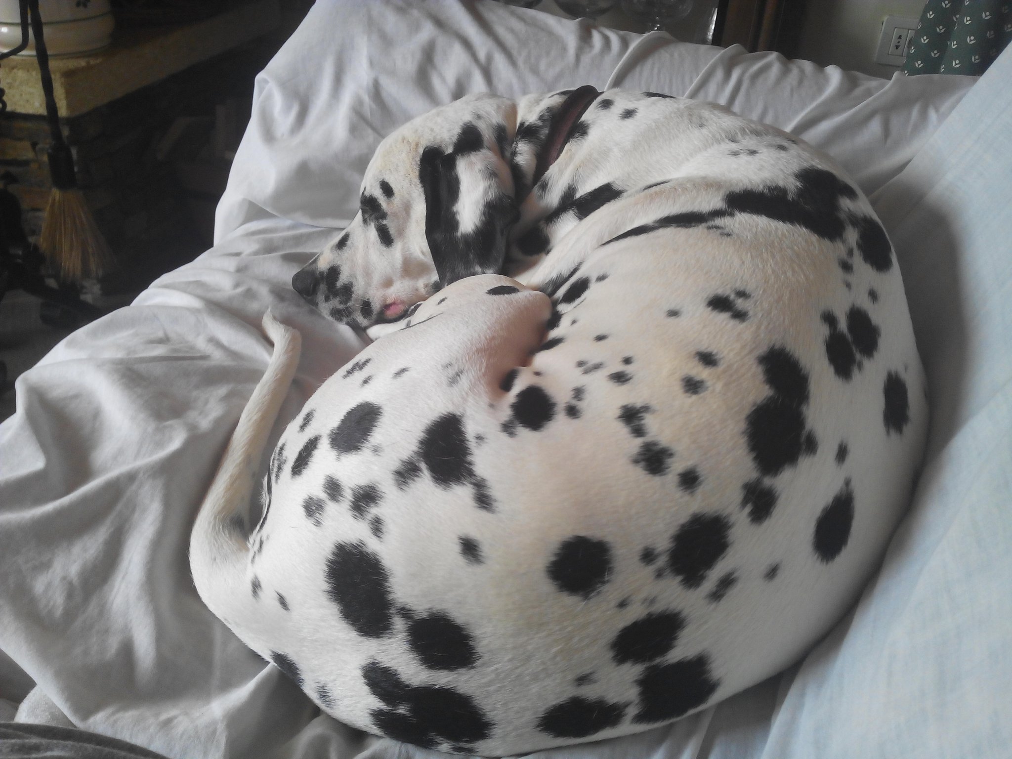 Dalmatian additional photo