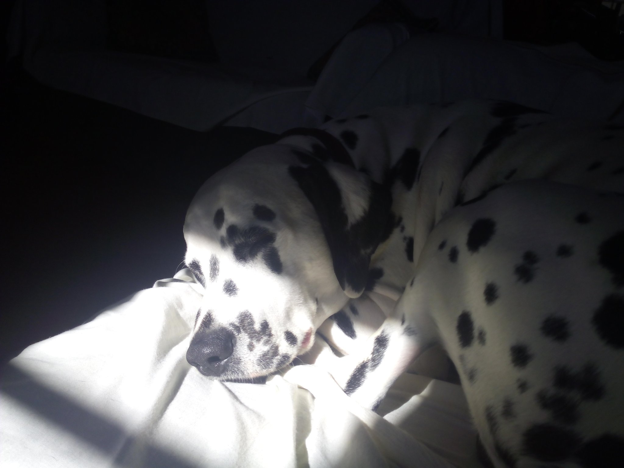 Dalmatian additional photo