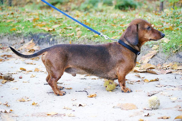 Dachshund additional photo