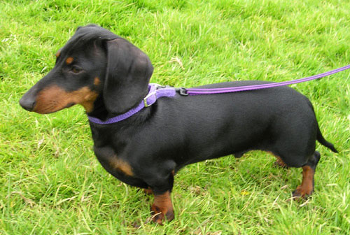 Dachshund additional photo