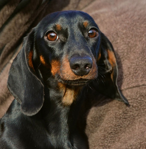 Dachshund additional photo