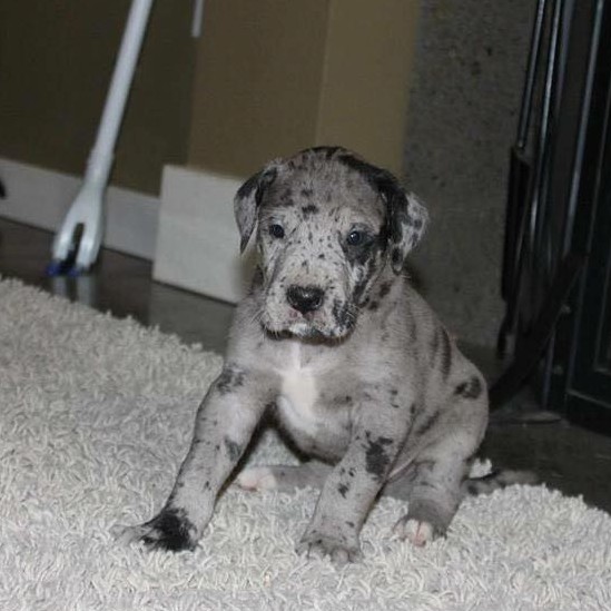 Great Dane additional photo