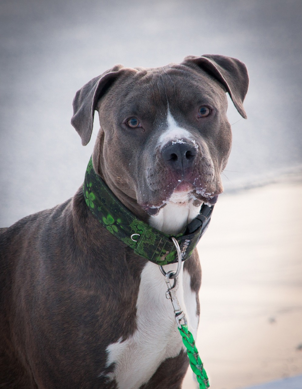 American Bully additional photo