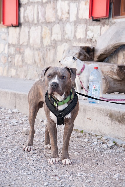 American Bully additional photo