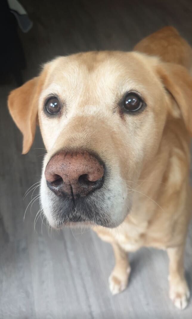 Labrador Retriever additional photo