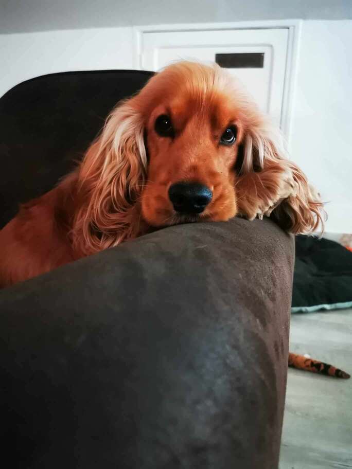 Kooikerhondje additional photo