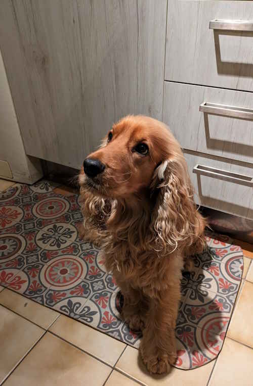 Cocker Spaniel additional photo