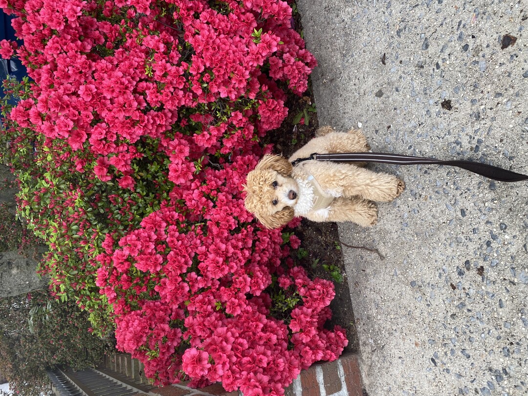 Poodle (Toy) additional photo