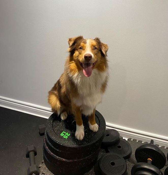 Australian Shepherd additional photo