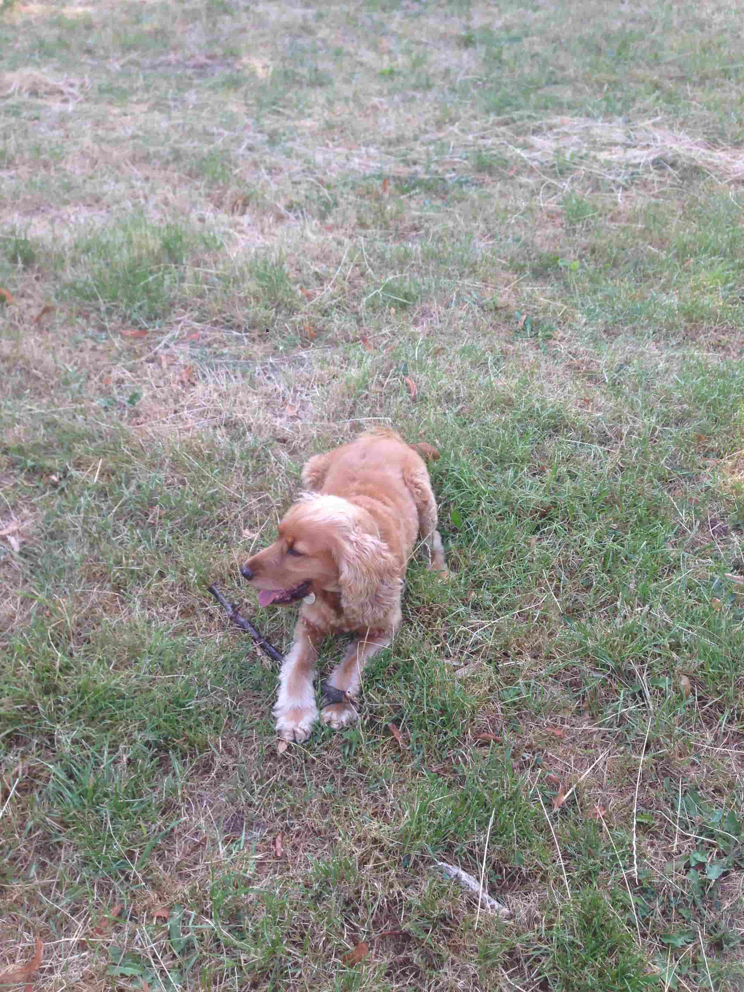 Cocker Spaniel additional photo
