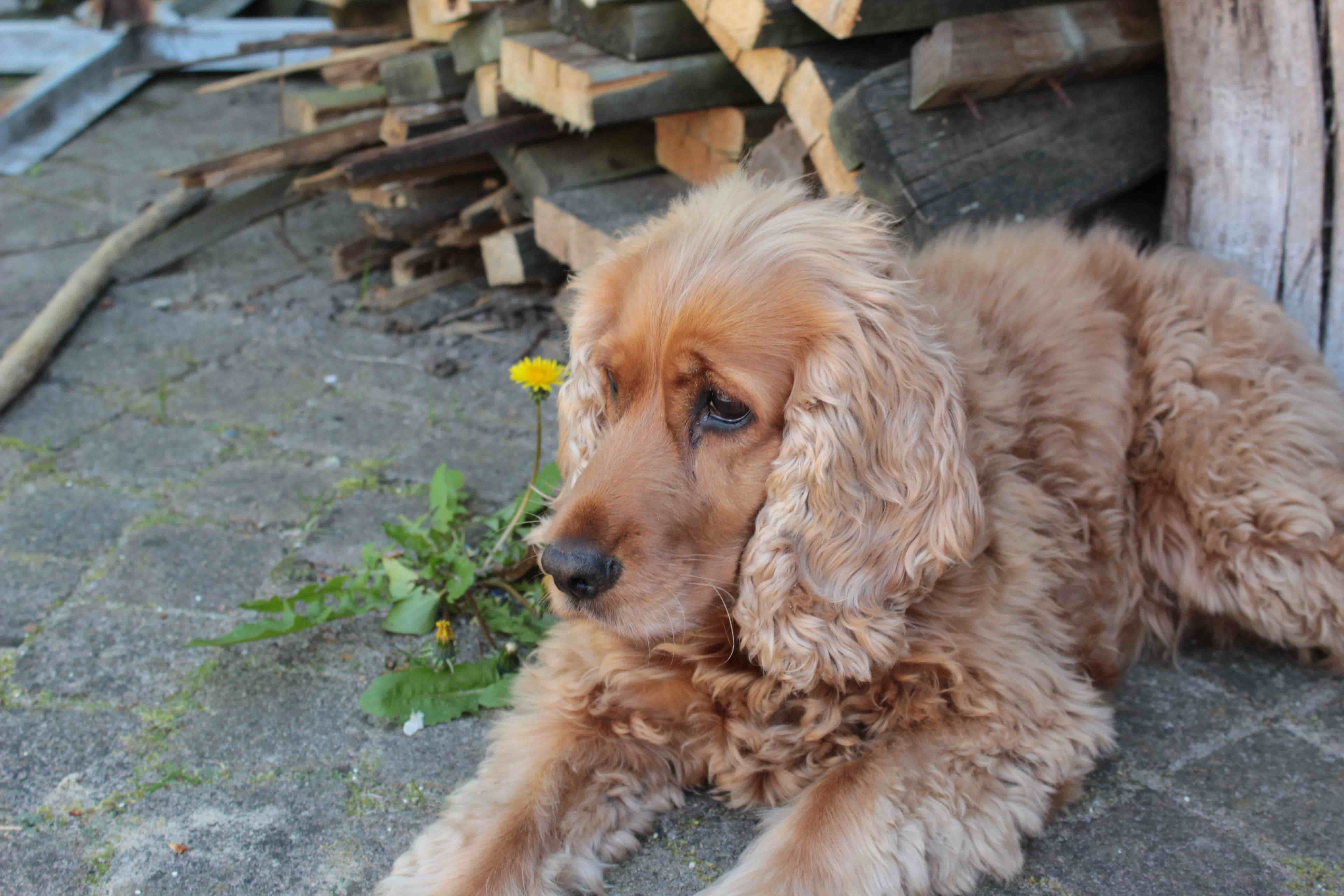 Boykin Spaniel additional photo