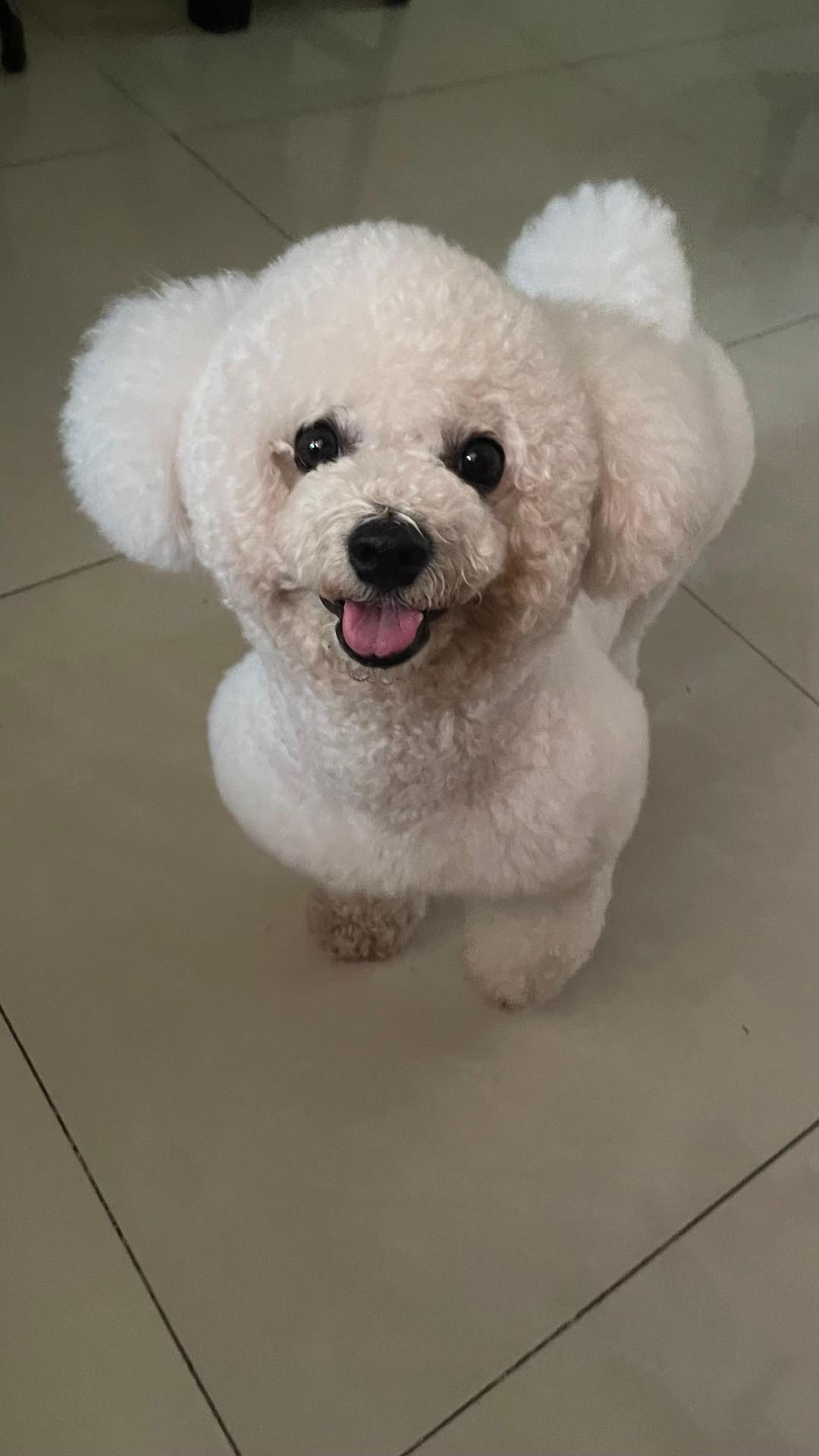 Bichon Frise additional photo