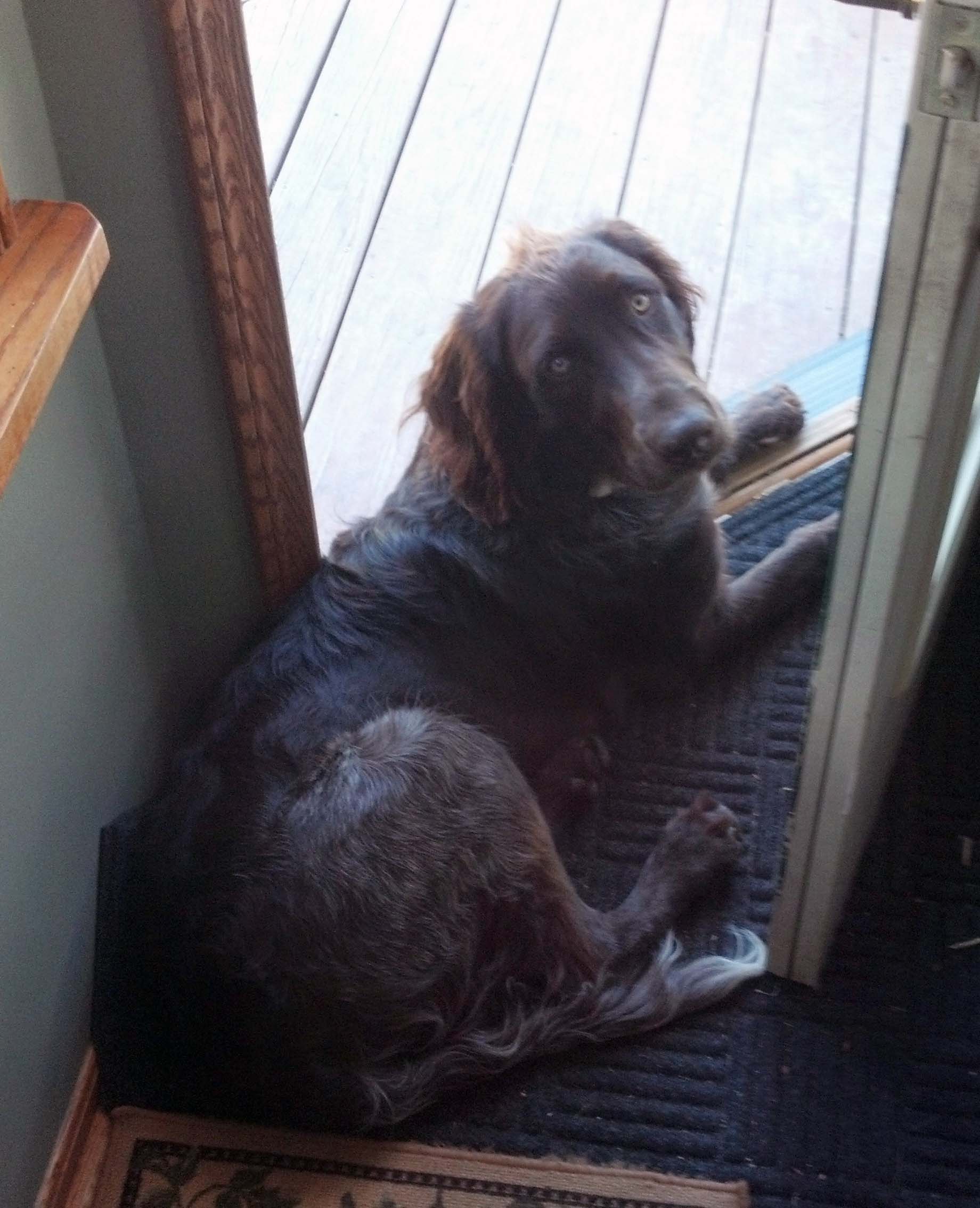 Spinone Italiano additional photo