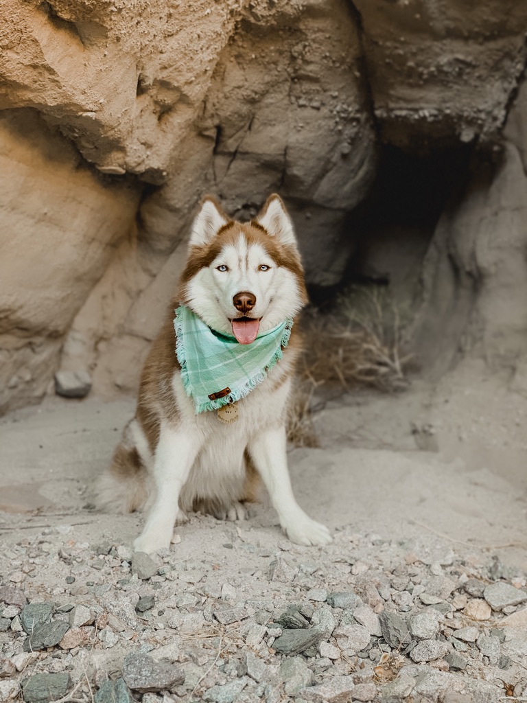Alaskan Husky additional photo