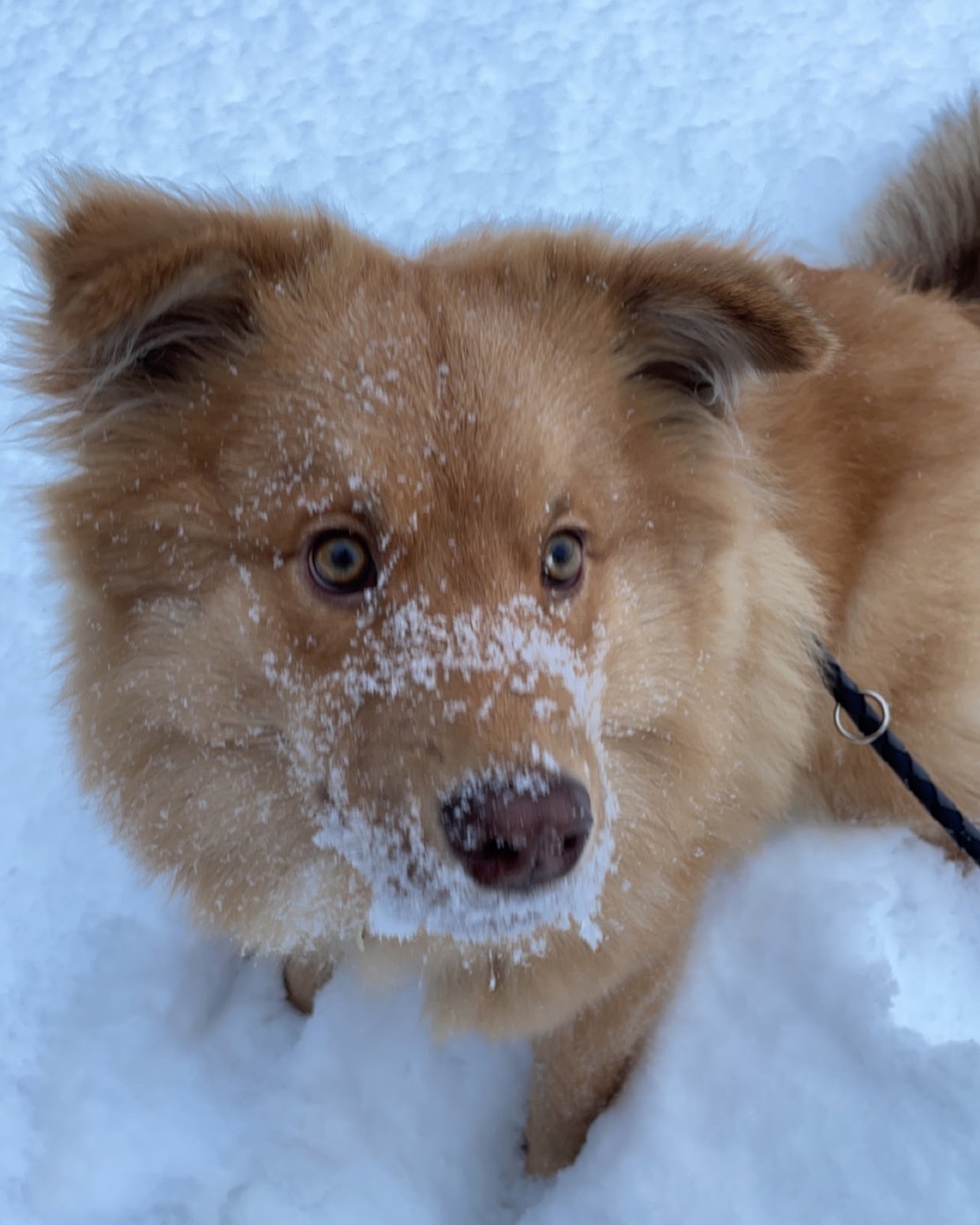 Finnish Lapphund additional photo
