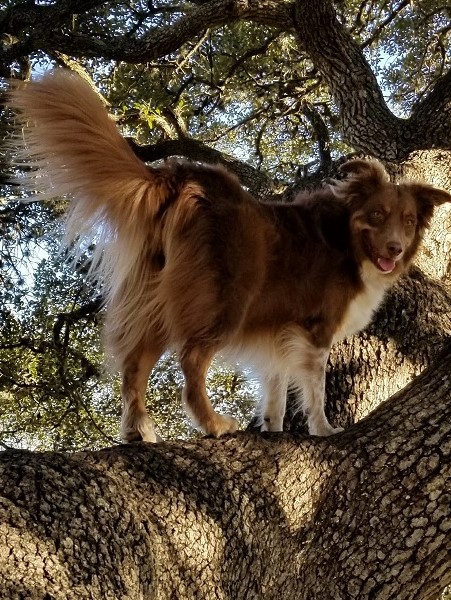 Australian Shepherd additional photo