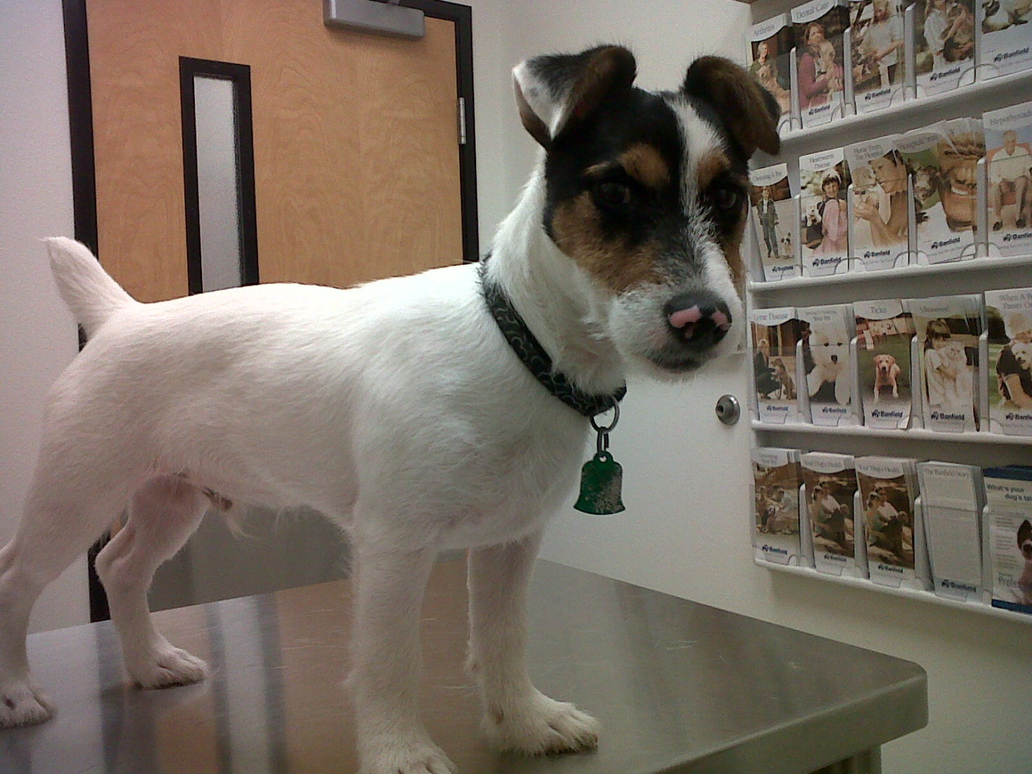Jack Russell Terrier additional photo
