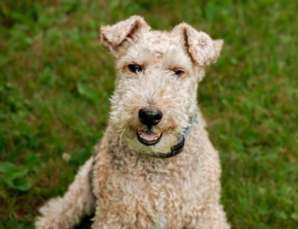 Welsh Terrier additional photo