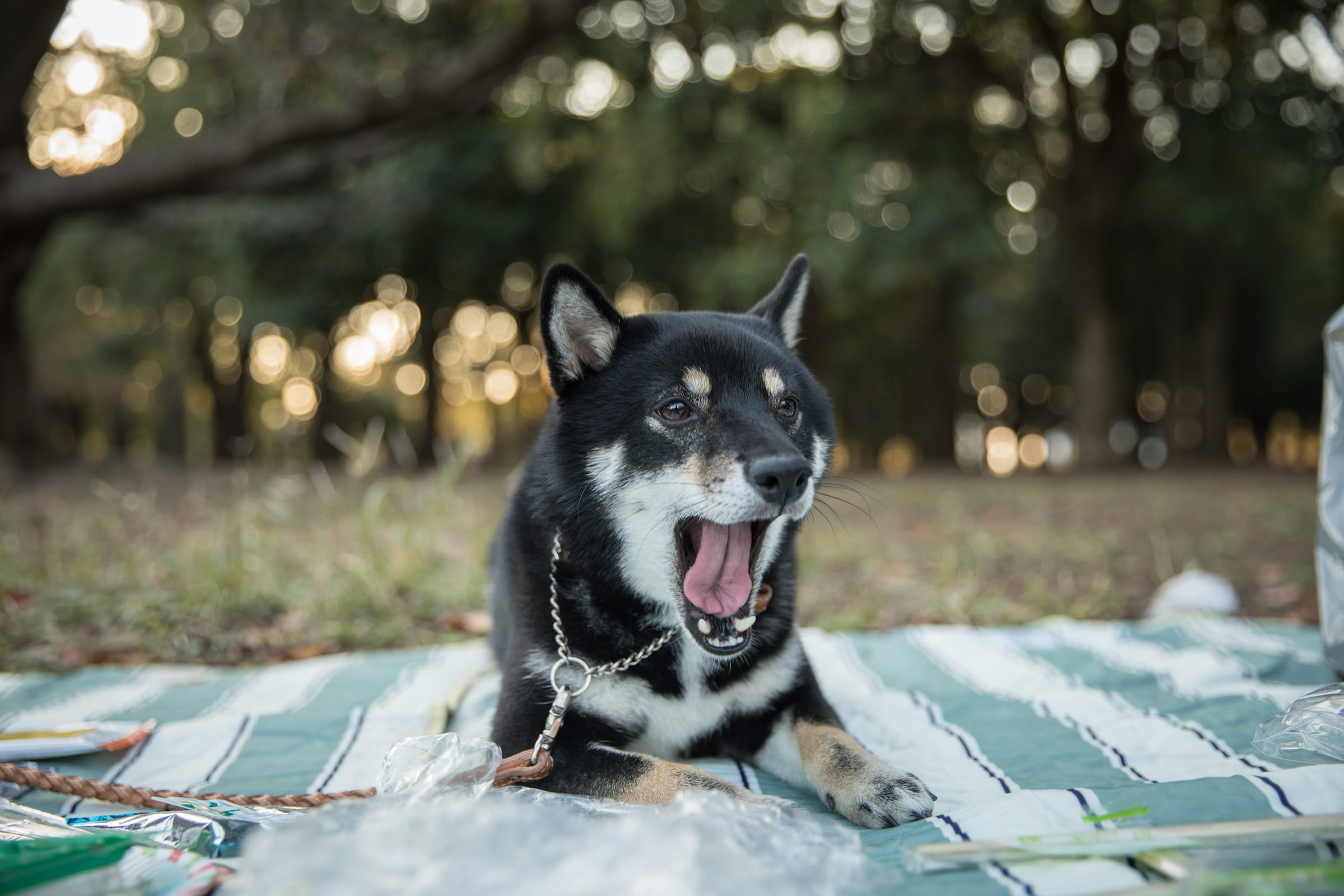 Shiba Inu additional photo