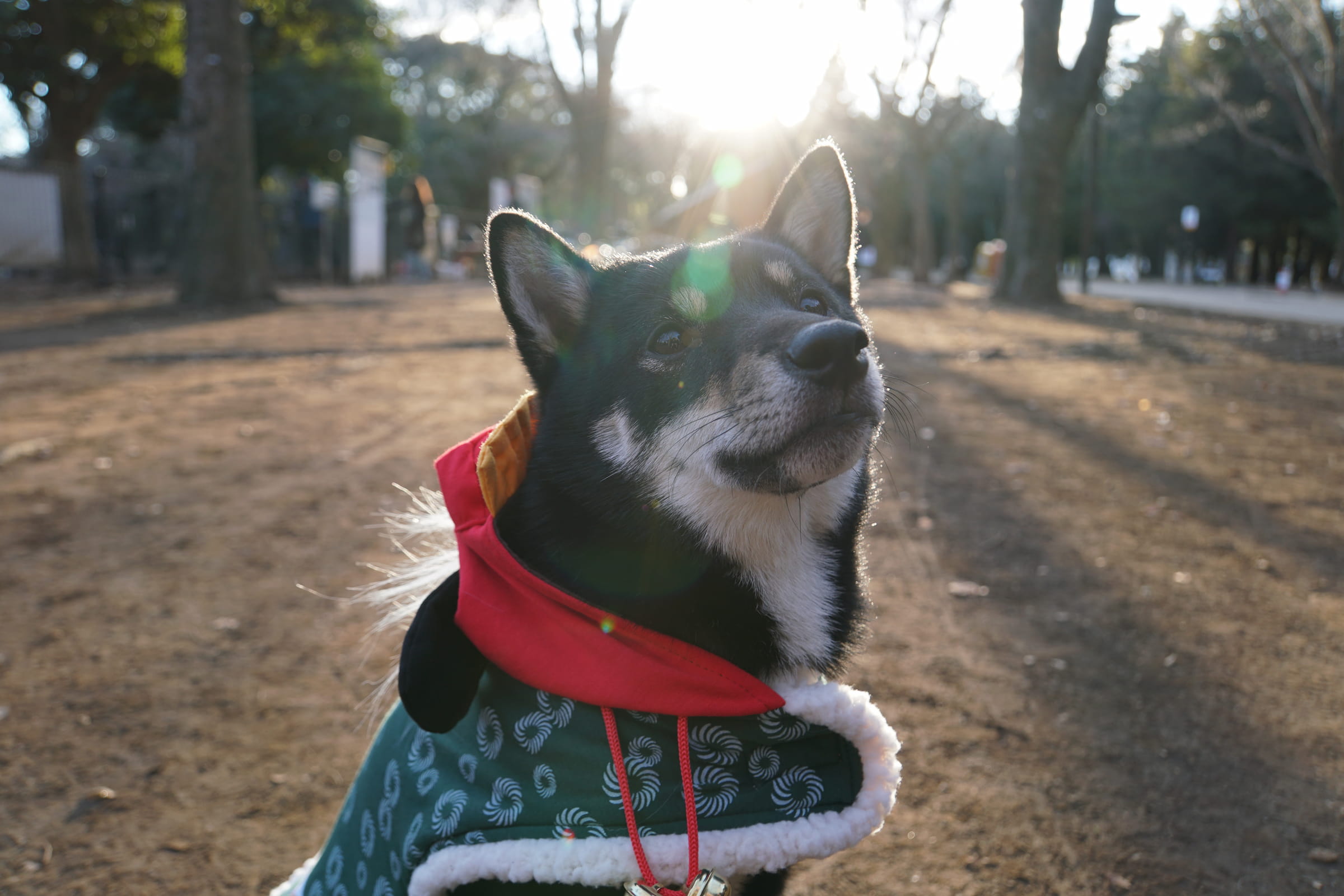 Shiba Inu additional photo