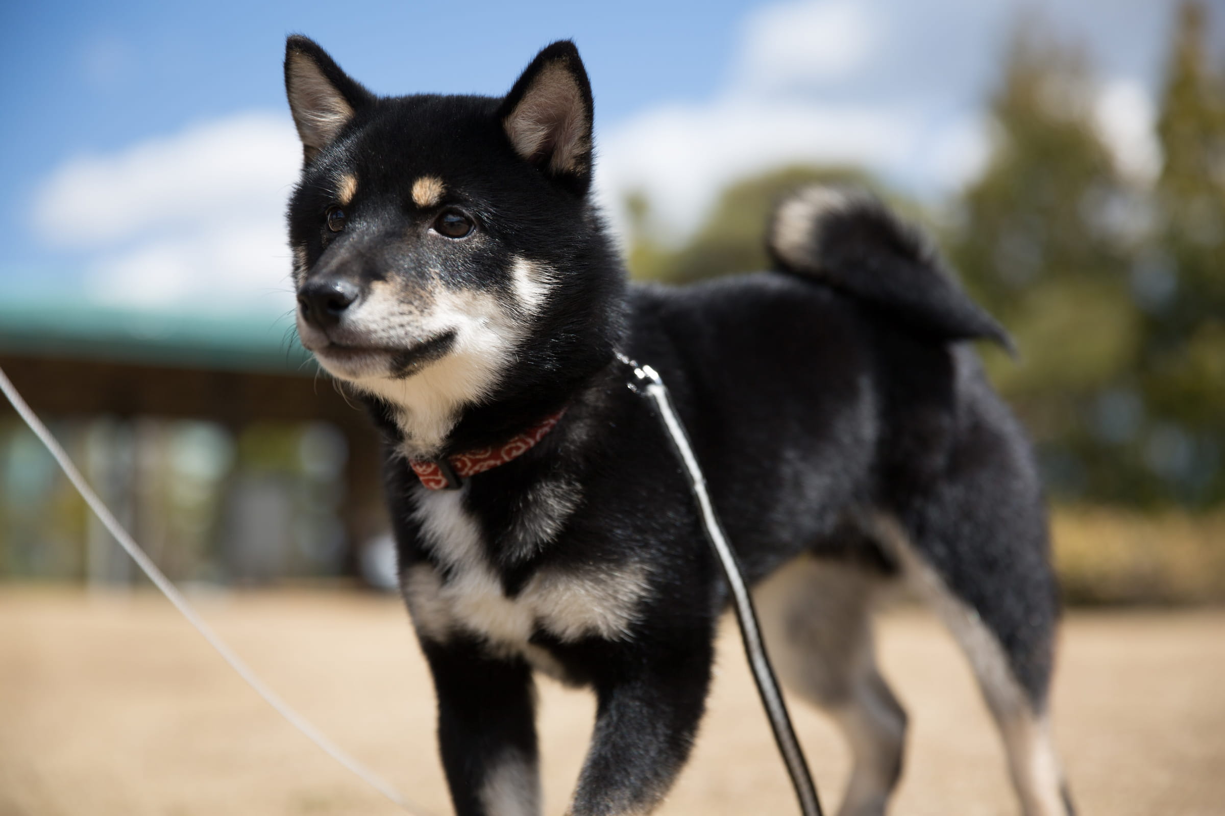 Shiba Inu additional photo