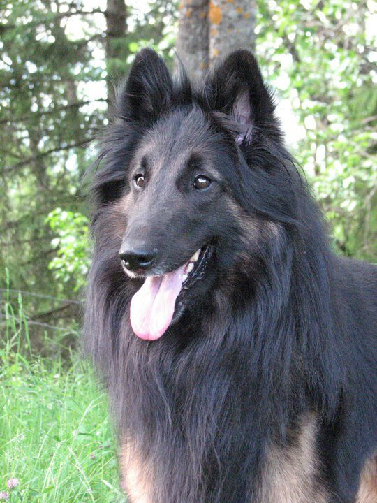 Belgian Tervuren additional photo