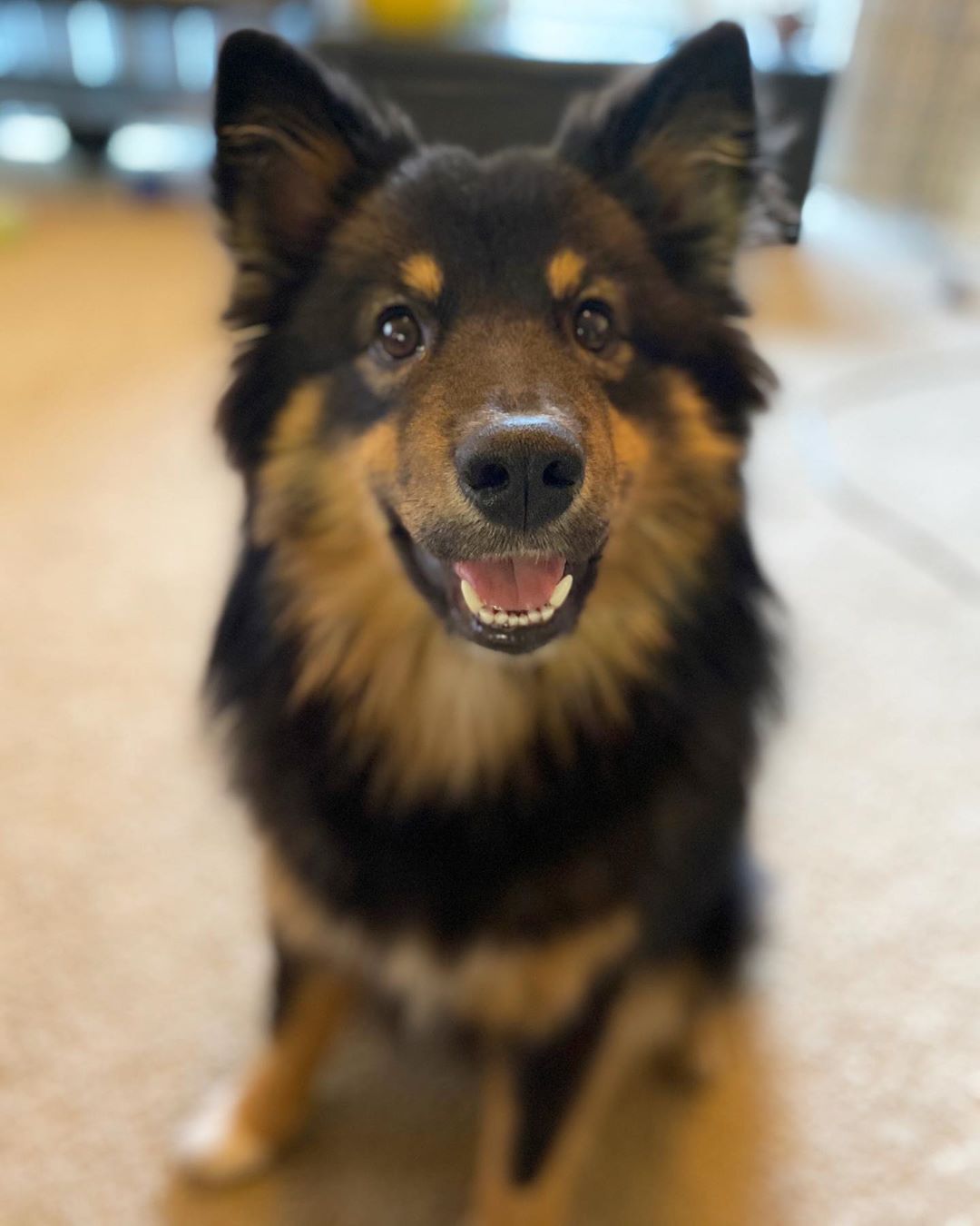 Finnish Lapphund additional photo