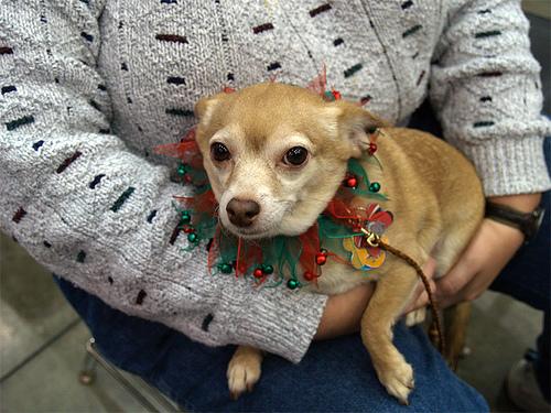 Chihuahua additional photo