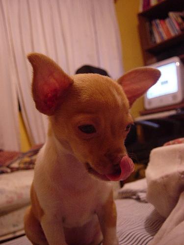 Chihuahua additional photo