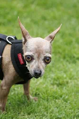 Chihuahua additional photo
