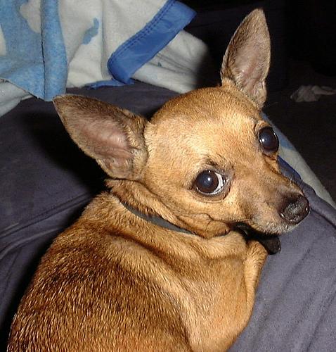 Chihuahua additional photo