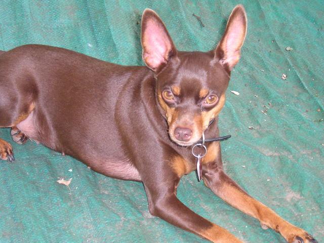 Chihuahua