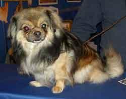 Tibetan Spaniel additional photo