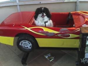 Japanese Chin additional photo