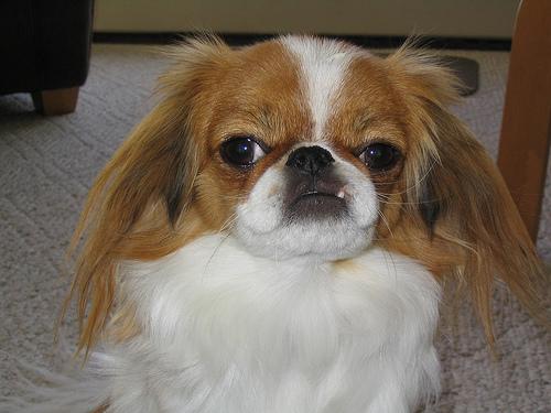 Tibetan Spaniel additional photo