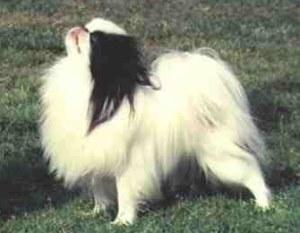Japanese Chin additional photo