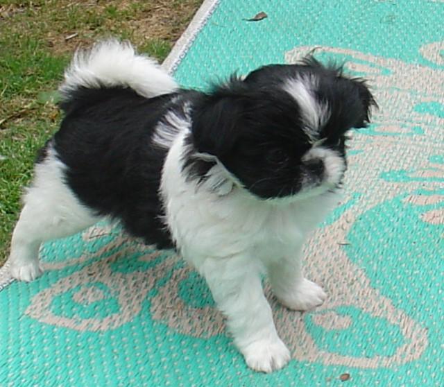Tibetan Spaniel additional photo