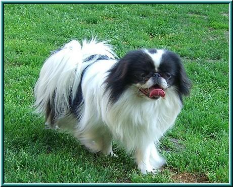 Japanese Chin additional photo