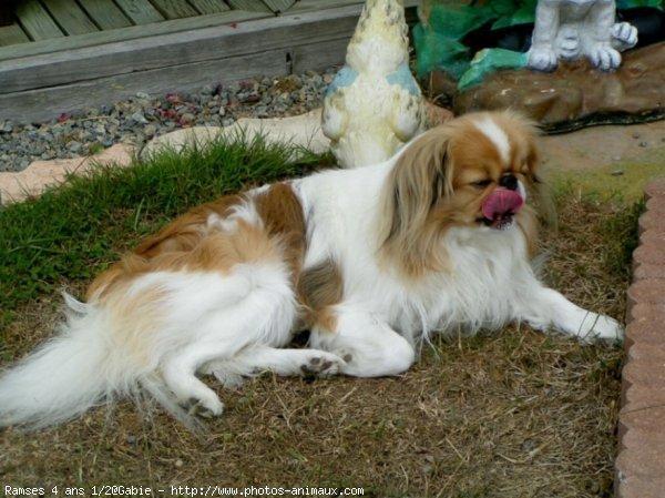 Tibetan Spaniel additional photo