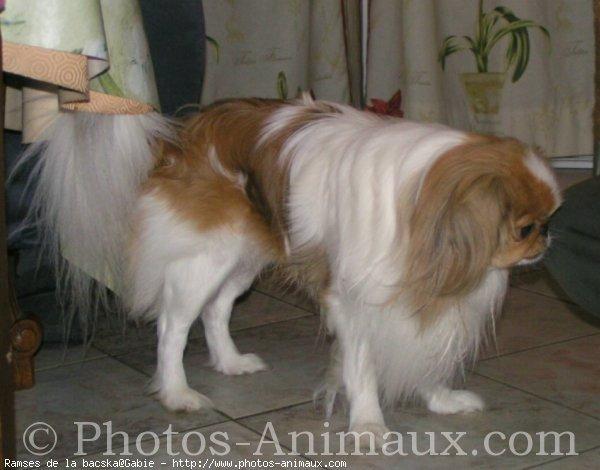 Tibetan Spaniel additional photo